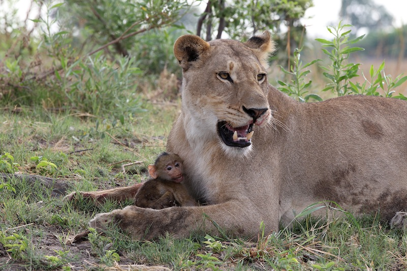 Illustration for article titled Harrowing Photos Capture Tense Encounter Between Baby Baboon And Lion